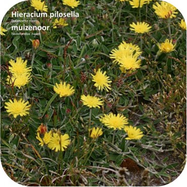 Hieracium pilosella - Muizeoor